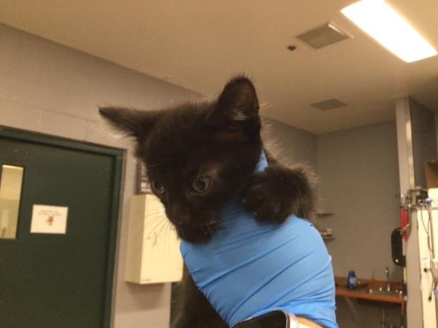 A1875260 - Domestic Short Hair available for adoption