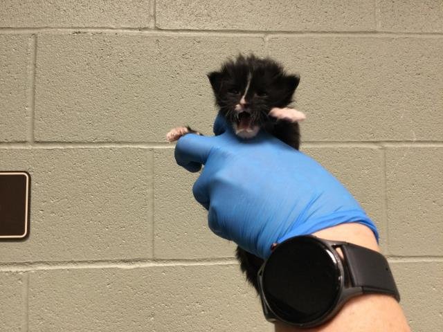 A1879827 - Domestic Short Hair available for adoption