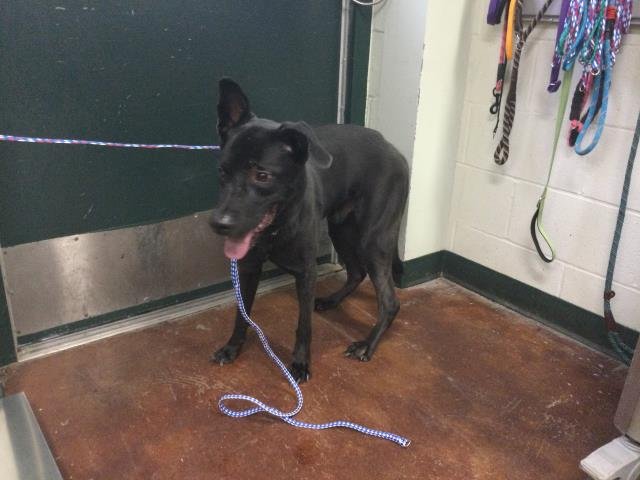 SIRRIUS - Labrador Retriever available for adoption