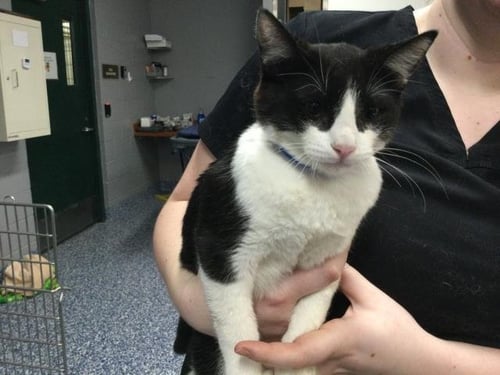 A1906756 - Domestic Short Hair available for adoption