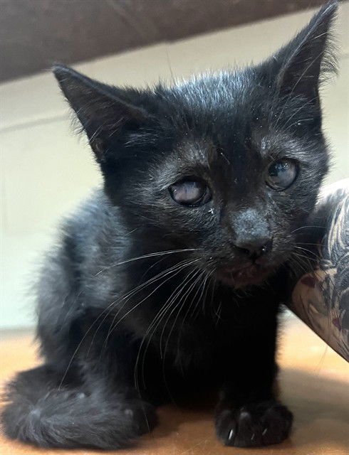 BLACKIE - Domestic Medium Hair available for adoption