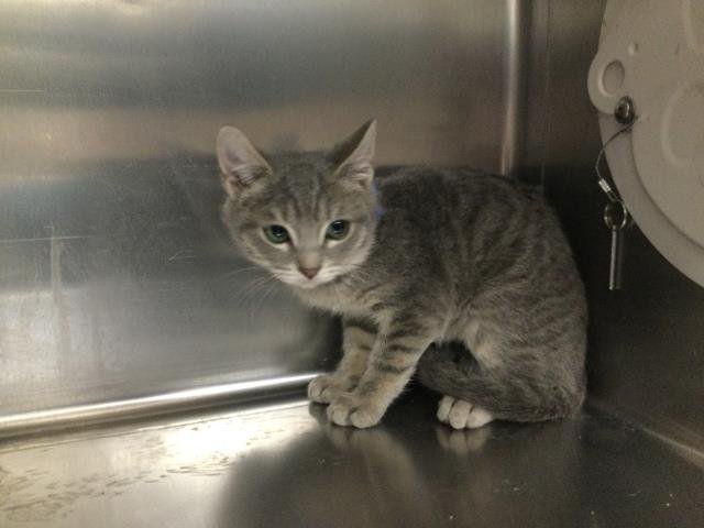 DAVID MEOWIE - Domestic Short Hair available for adoption