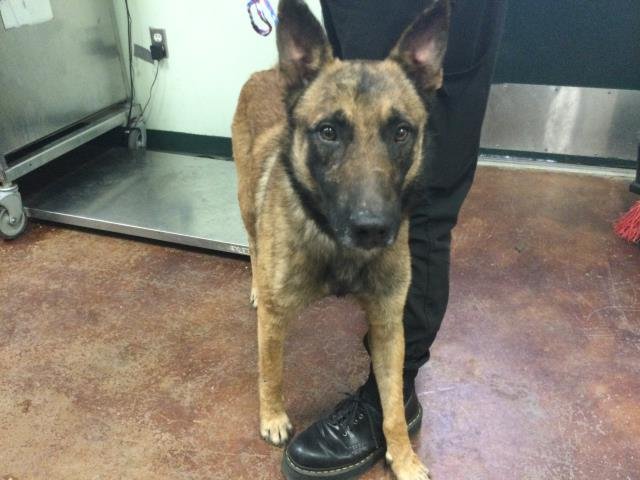 ACE - German Shepherd Dog available for adoption