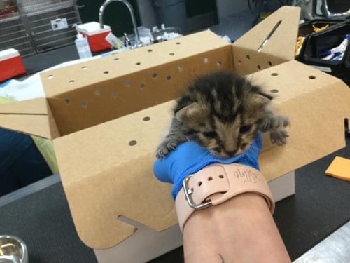 A1906212 - Domestic Short Hair available for adoption