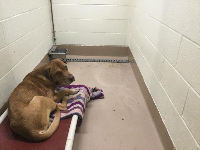 A1896846 - Pit Bull Terrier available for adoption