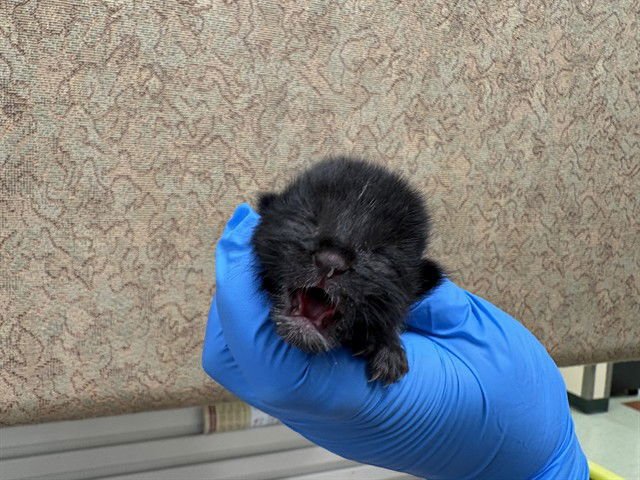 SAMMY - Domestic Short Hair available for adoption