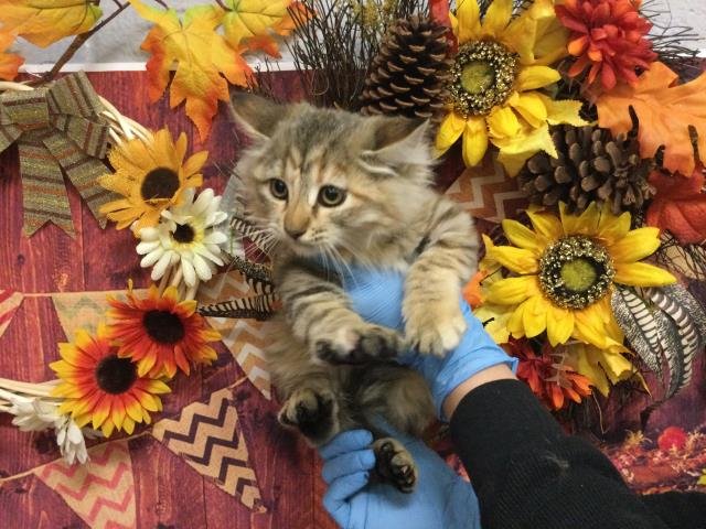 PRINCESS - Domestic Long Hair available for adoption