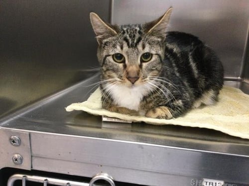 MOLLY - Domestic Short Hair available for adoption