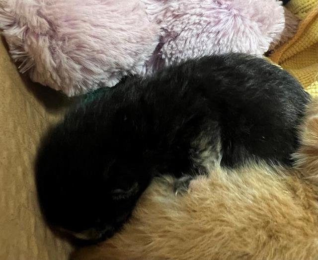 A1879897 - Domestic Short Hair available for adoption