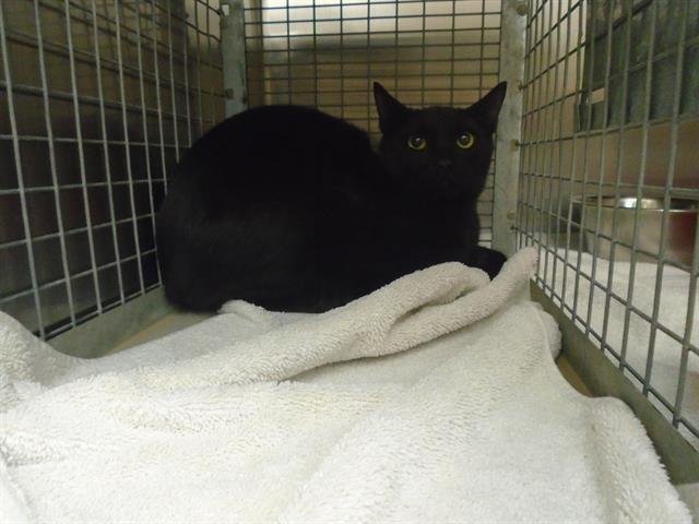 NEPTUNE - Domestic Short Hair available for adoption