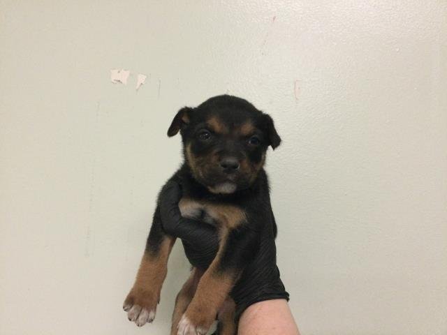 DAISY - Terrier available for adoption