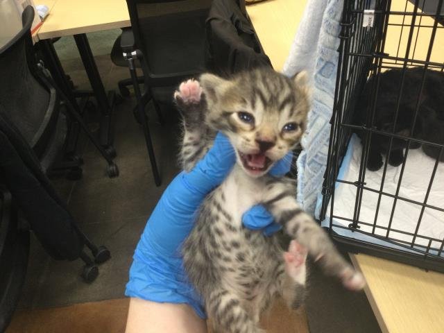 A1894450 - Domestic Short Hair available for adoption