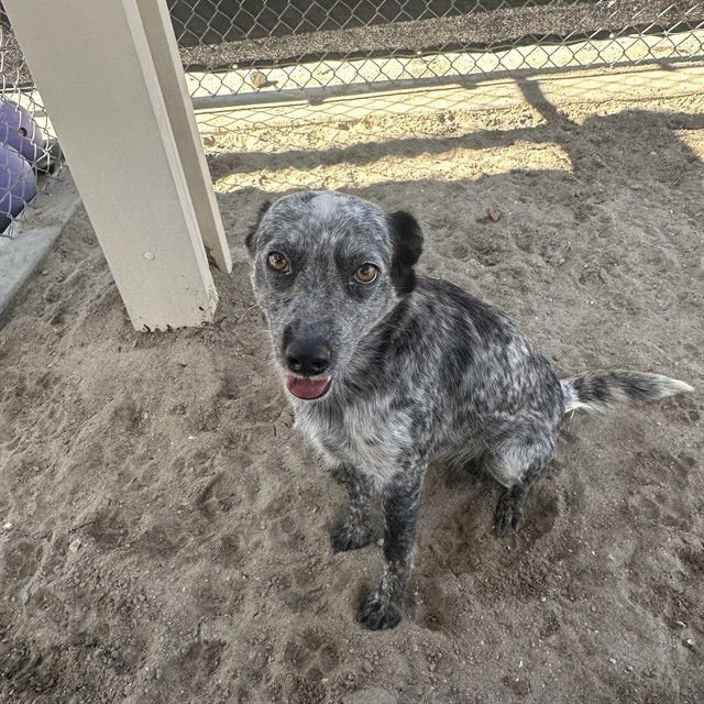 STORMIE - Australian Cattle Dog/Blue Heeler available for adoption