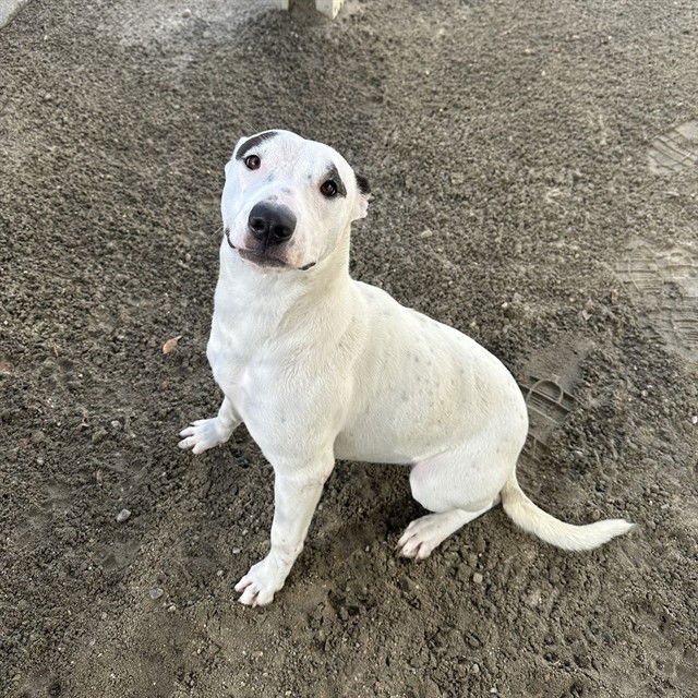 MONROE - Pit Bull Terrier available for adoption