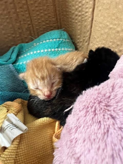 A1879898 - Domestic Short Hair available for adoption