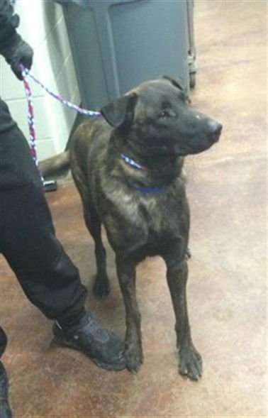 JAX - Belgian Shepherd Malinois available for adoption