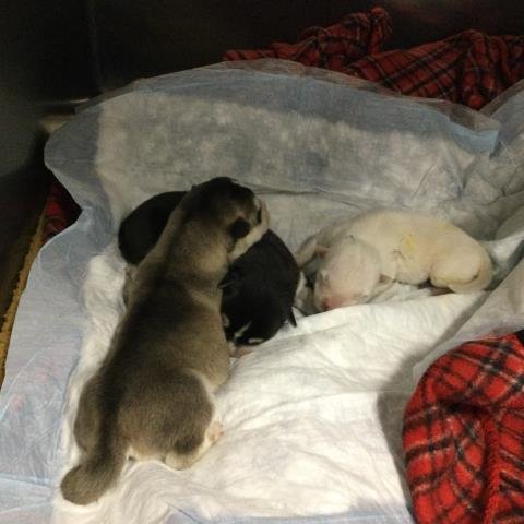 QUINN - Siberian Husky available for adoption