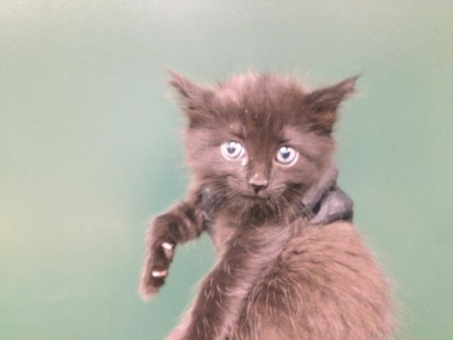 A1884191 - Domestic Short Hair available for adoption