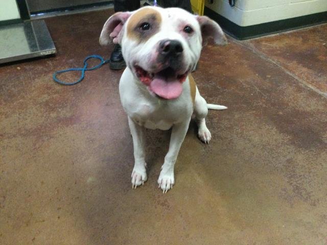 THUMPER - American Bulldog available for adoption