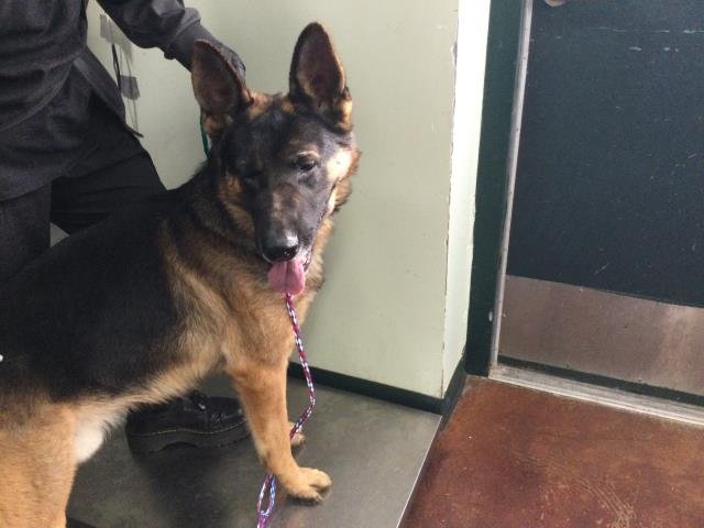 A1898360 - German Shepherd Dog available for adoption