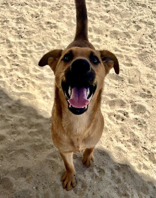 ANNA - German Shepherd Dog available for adoption