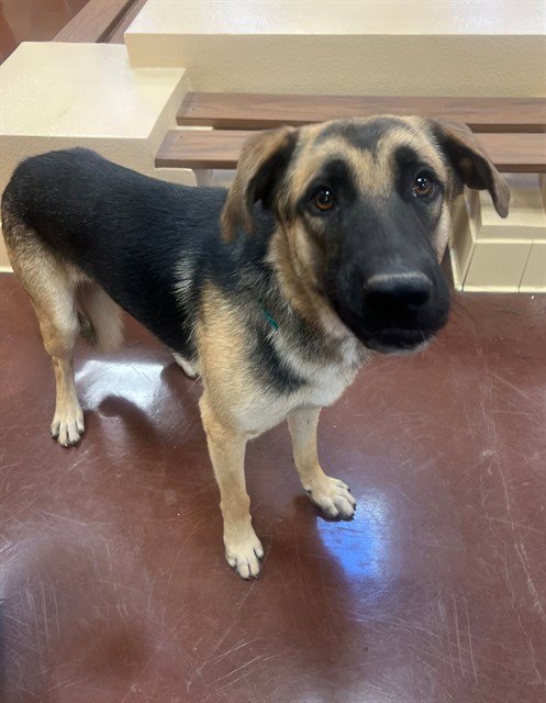 ZEKE - German Shepherd Dog available for adoption