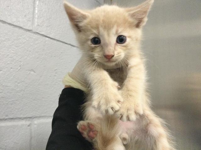 A1905151 - Domestic Short Hair available for adoption