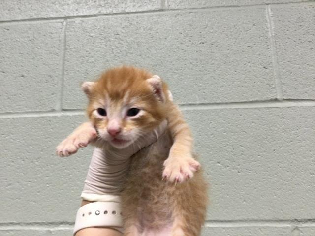 A1880287 - Domestic Short Hair available for adoption