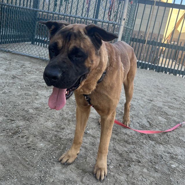 MOOSE - Mastiff available for adoption