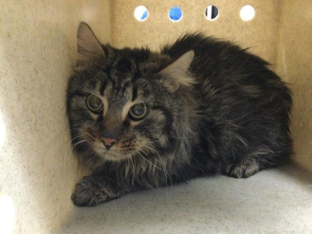 SCHUBERT - Maine Coon available for adoption