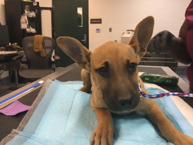 POSH SPICE - Terrier available for adoption