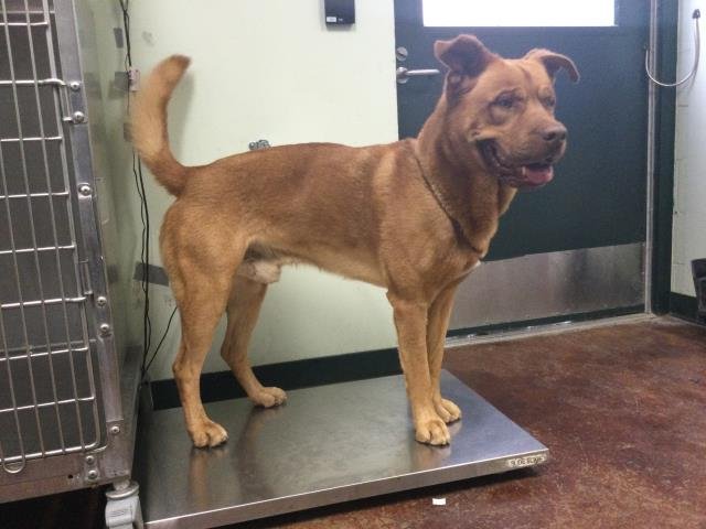 HERCULES - Pit Bull Terrier / Mastiff available for adoption