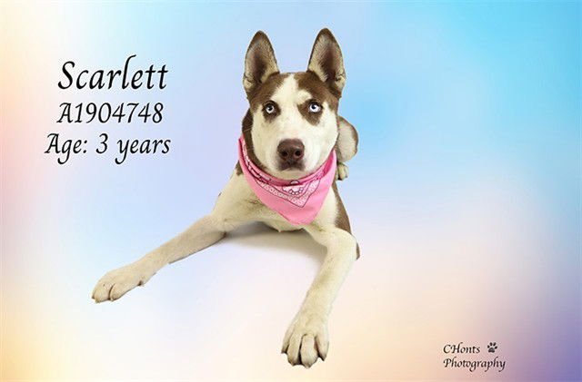 SCARLETT - Siberian Husky available for adoption