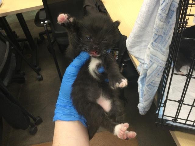 A1894453 - Domestic Short Hair available for adoption