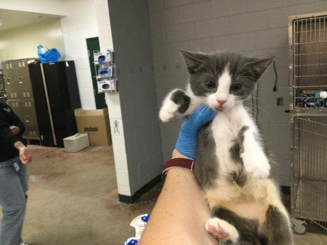 A1867894 - Domestic Short Hair available for adoption