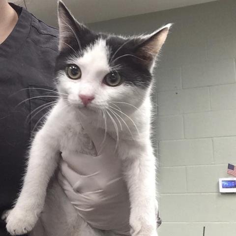 MAZIE - Domestic Short Hair available for adoption