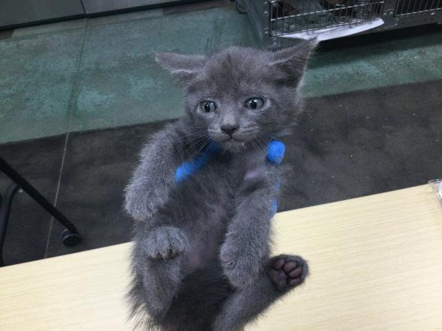 A1885302 - Domestic Short Hair available for adoption