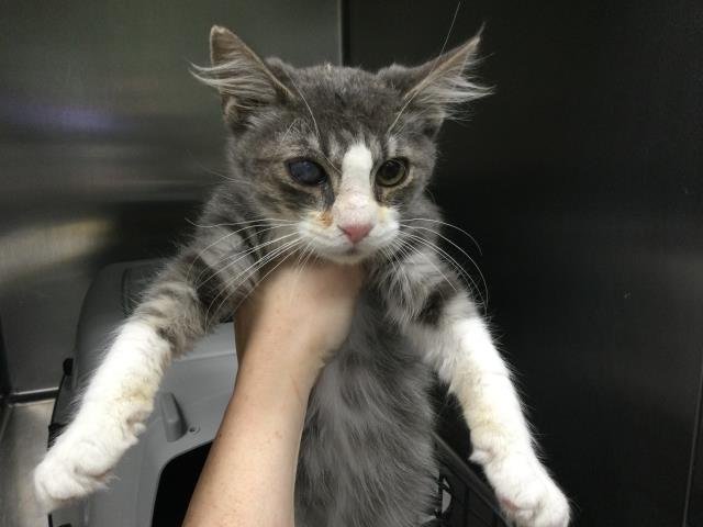 A1888268 - Domestic Short Hair available for adoption