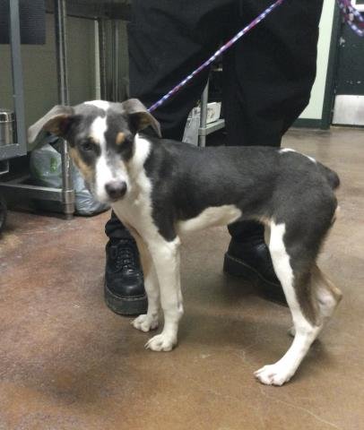 PENELOPE - Terrier available for adoption