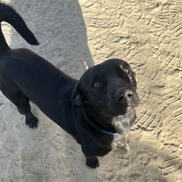 VADER - Labrador Retriever available for adoption