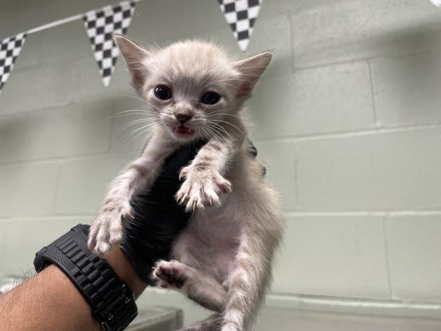 A1894467 - Domestic Short Hair available for adoption