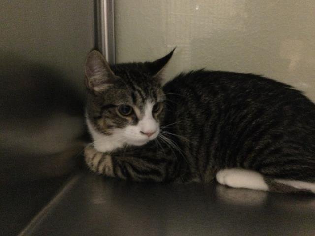 REGIS - Domestic Short Hair available for adoption