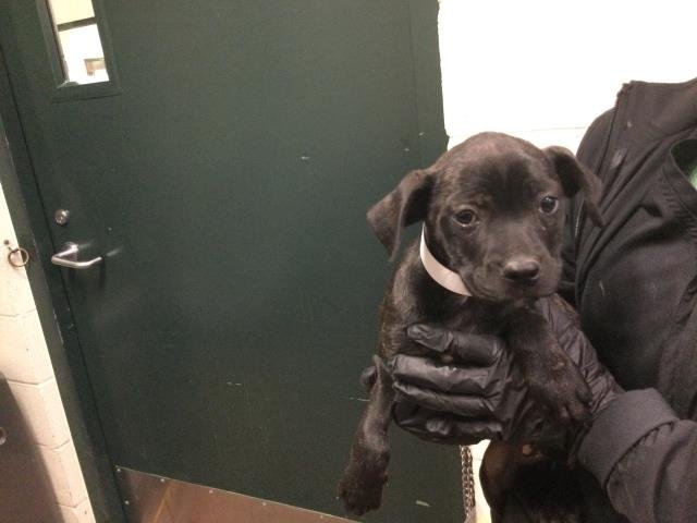 MINDY - Pit Bull Terrier available for adoption