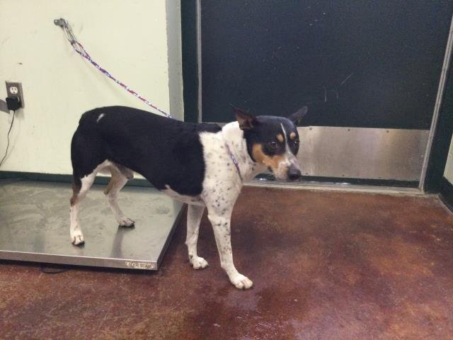 TIMOTHY - Australian Cattle Dog/Blue Heeler available for adoption