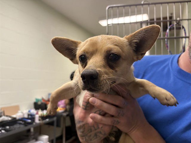 ANCHOVY - Chihuahua available for adoption
