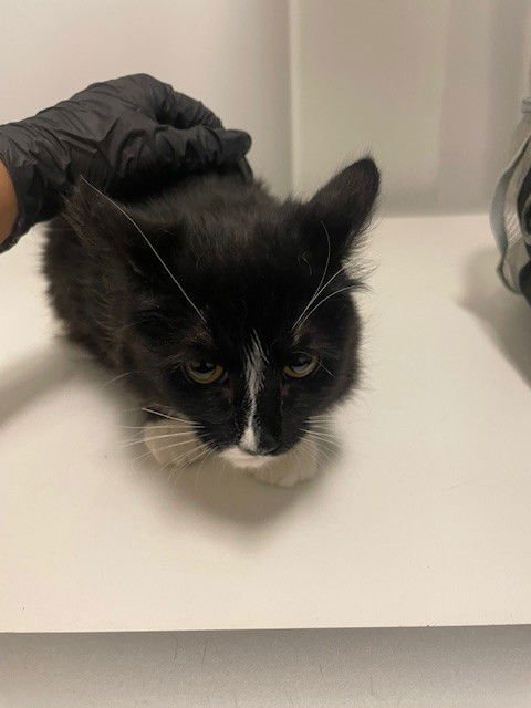 A1879827 - Domestic Short Hair available for adoption