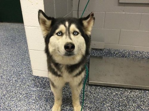 LAVERNE - Siberian Husky available for adoption