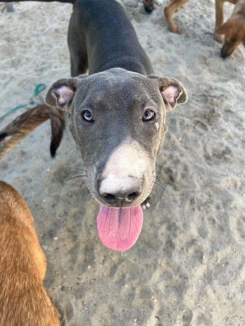 BLUE - Pit Bull Terrier available for adoption