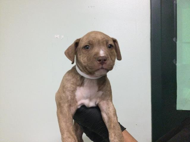 WIGGLES - Pit Bull Terrier available for adoption