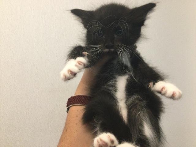 ORION - Domestic Short Hair available for adoption